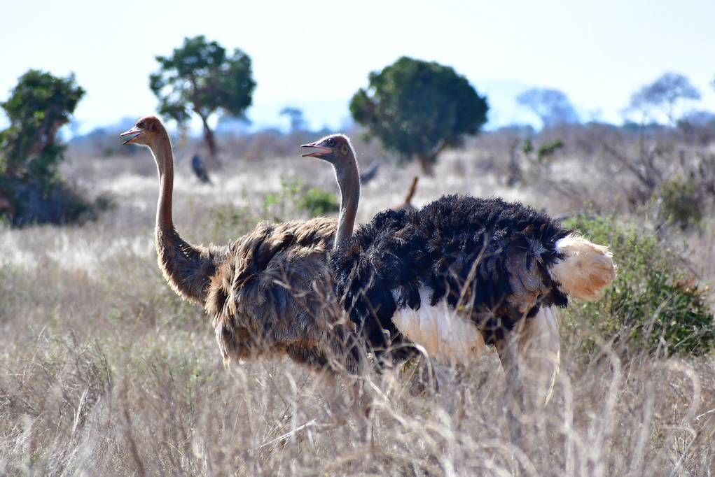 Tsavo East National Park